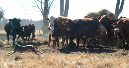 Lacy herding dog